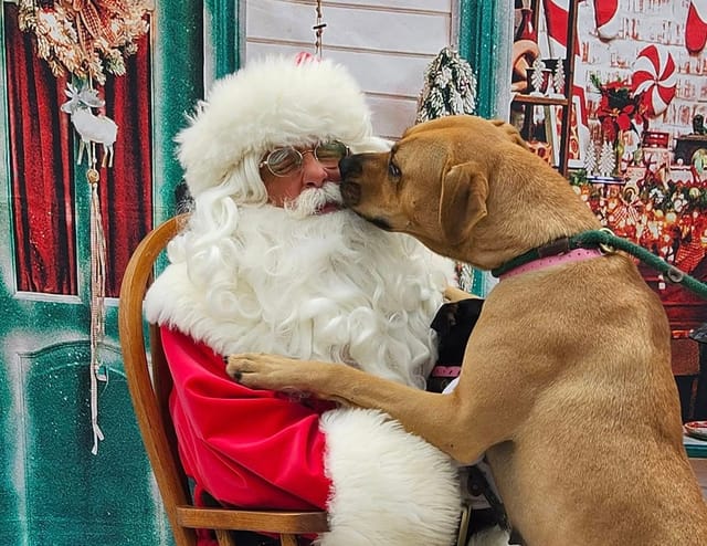 A really good dog is kissing Santa Claus.