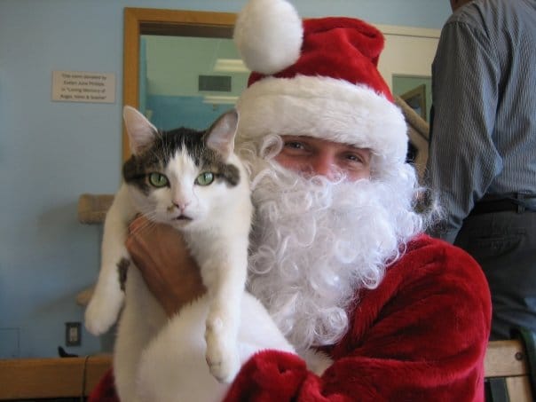 A man dressed as Santa Claus holds up a really good gray and white cat.