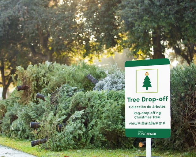 A pile of old Christmas trees on the grass next to a sign saying "Tree Drop-off."