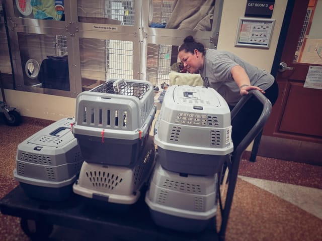 A woman looks inside five gray pet crates.