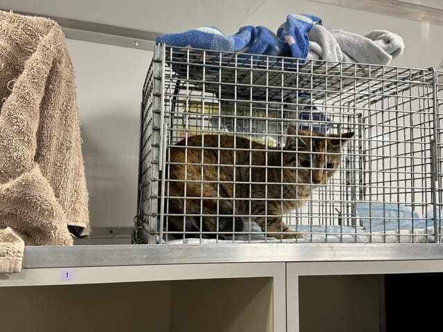 A very cute brown cat crouches in a cage.