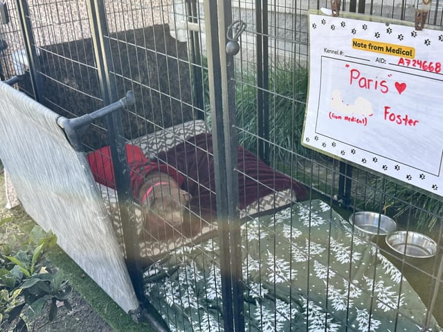 A little dog wearing a red blanket relaxes on a big pillow in a large cage.