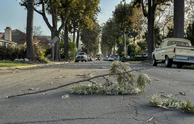 A large branch lays in the middle of a street.