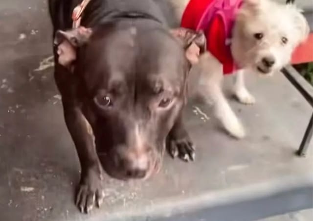 A dark brown dog and a little white dog.