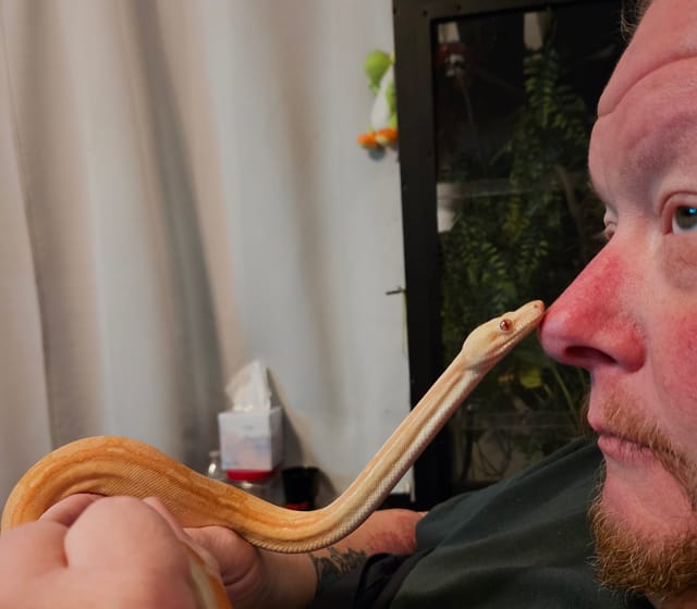 A yellow snake rests its head on a man's nose.