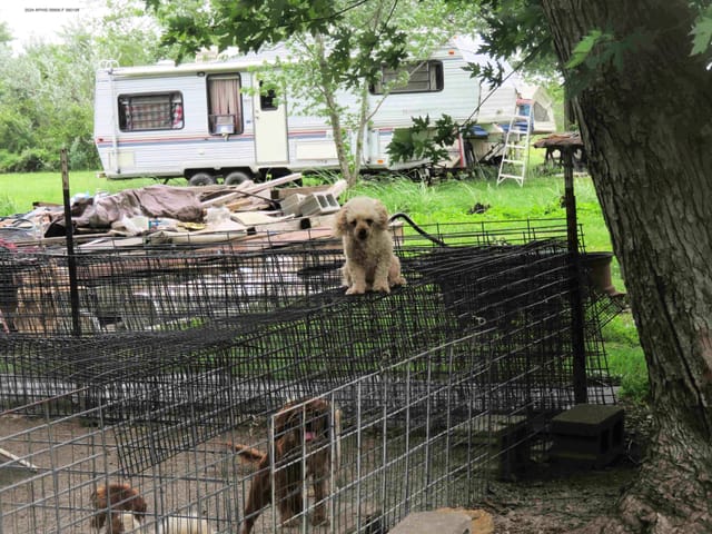 A white fluffy puppy sitting on top of a large cage holding two other dogs.