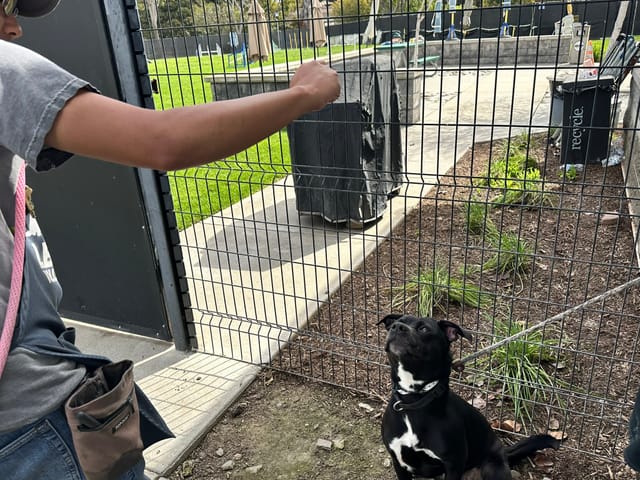 A really good black and white dog stares at a man's fist that is concealing a treat.