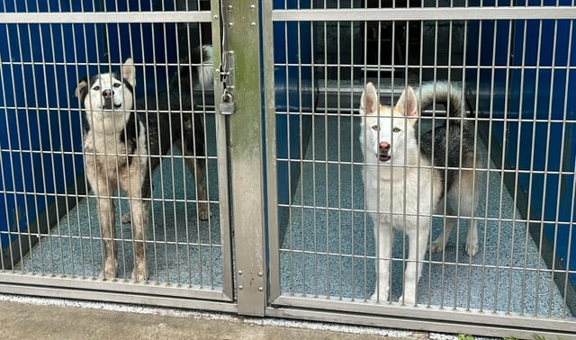 Two really good dogs standing in shelter cages.