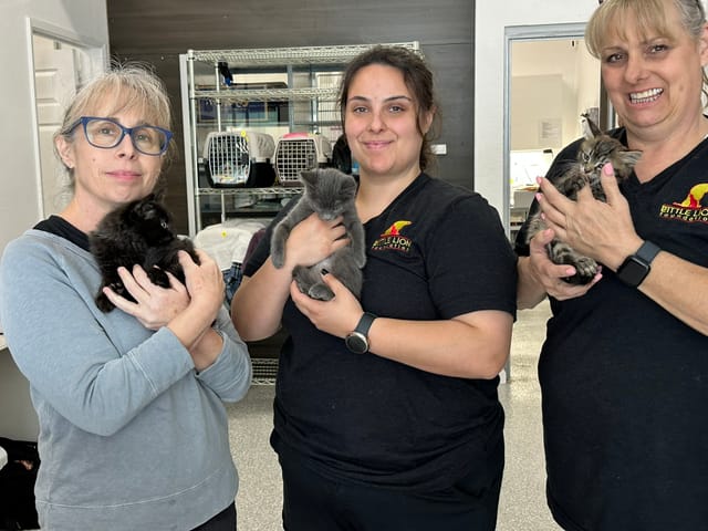 Three women stand next to each other, while each cradles a kitten.