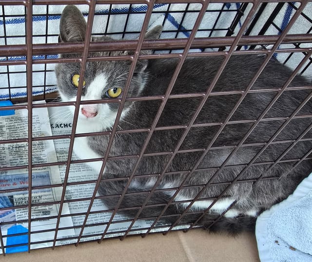 A grey and white cat laying down in a cage on top of newspapers.