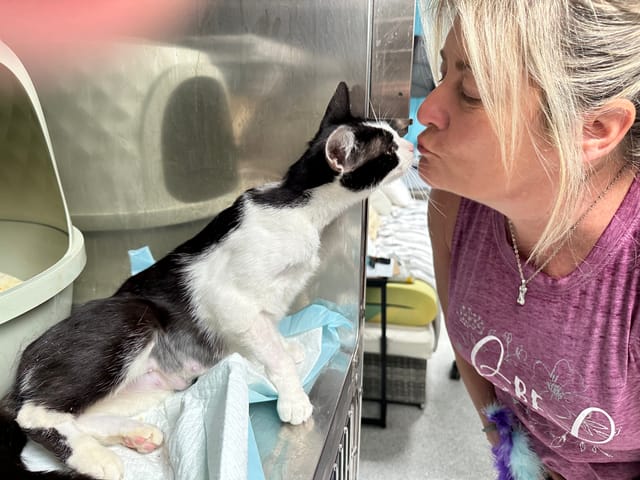 A woman leans in to kiss a sweet black and white cat.