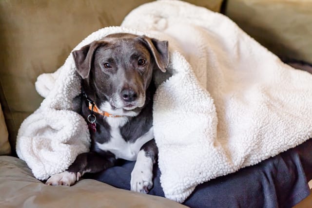 A really sweet dog rests under a white blanket.