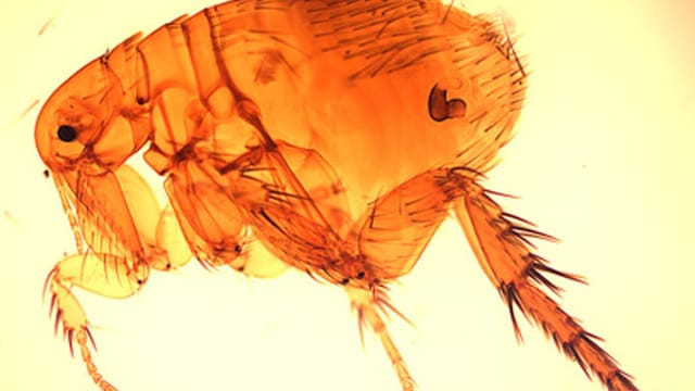 Microscopic image of a flea.