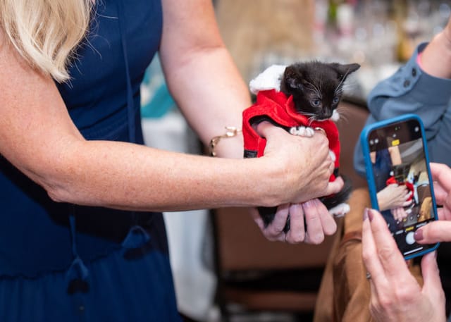 A person takes a photo of a tiny tuxedo kitten that's being held up.