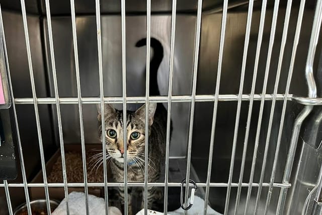 And adorable brown tabby cat sits in a cat kennel.