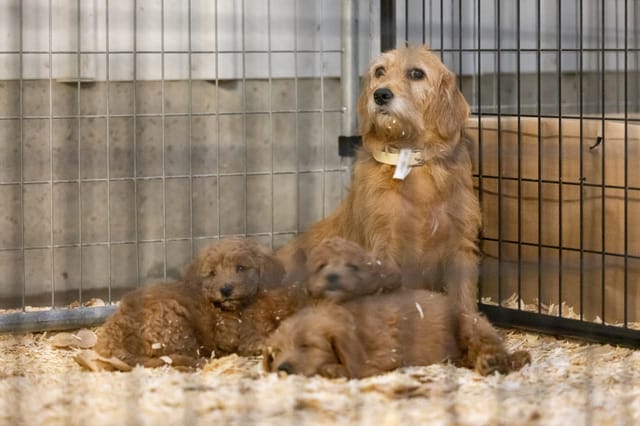 3 new state animal laws kick off the new year