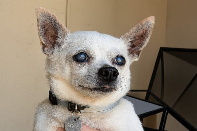Sweet little white dog with a black collar and silver license tag.