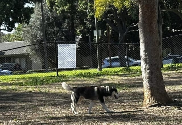 A dog walks near a tree in a park.