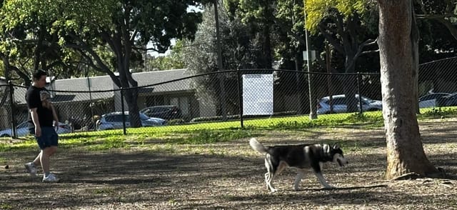 A man and a dog walk near a tree in a park.