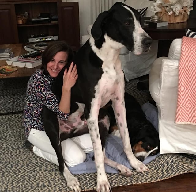 A woman kneeling on the floor hugs an extremely large black and white dog.