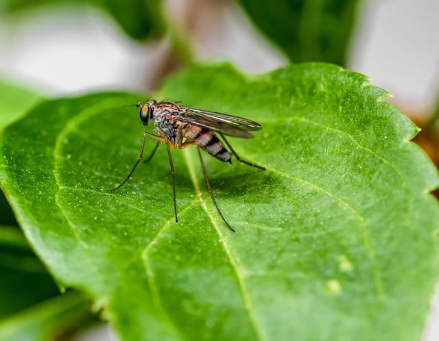 It’s swimming, cookout and mosquito season. Here’s how to keep the little buggers at bay